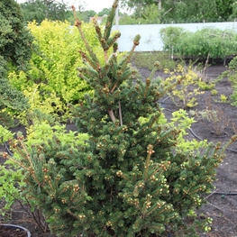 Ель колючая Лаки Страйк (Picea pungens 'Lucky Strike')