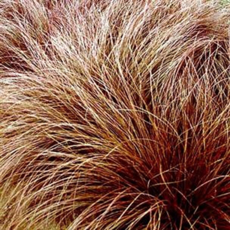 Осока Милк Чоколэйт (Carex 'Milk Chocolate')