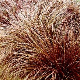 Осока Милк Чоколэйт (Carex 'Milk Chocolate')