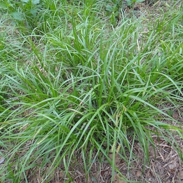 Осока Арнелла (Carex arnellii)