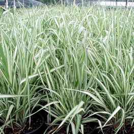 Фалярис тростниковый (Phalaris arundinacea)