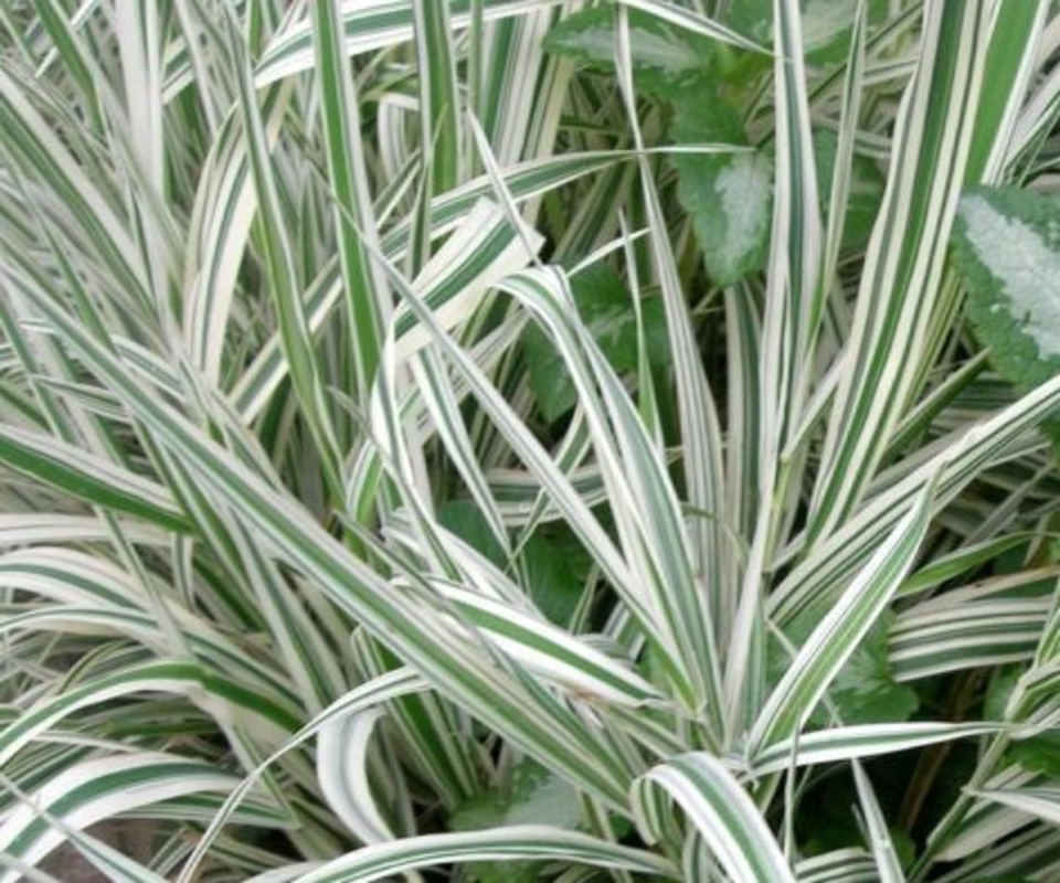 Фалярис тростниковый Фризи (Phalaris arundinacea 'Feesey')