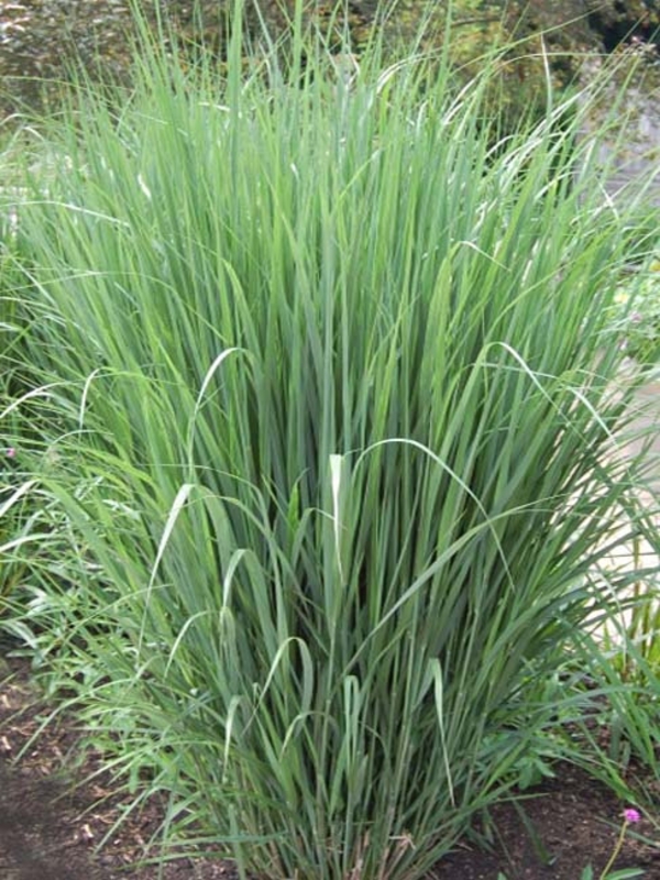 Просо прутьевидное Прейри Скай (Panicum virgatum 'Prairie Sky')