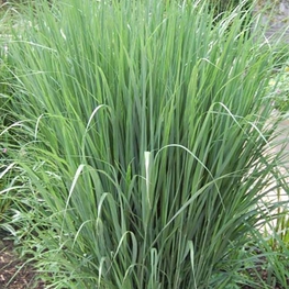 Просо прутьевидное Прейри Скай (Panicum virgatum 'Prairie Sky')