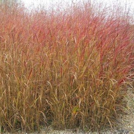 Просо прутьевидное Ротштральбуш (Panicum virgatum 'Rotstrahlbusch')