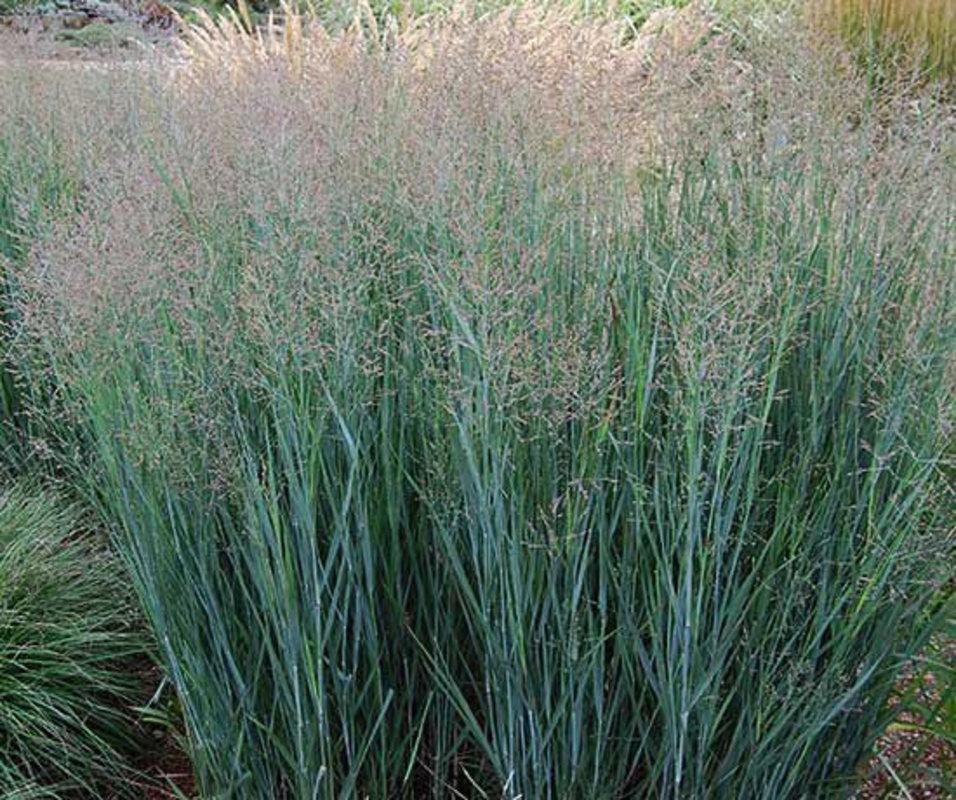 Просо прутьевидное Хэви Метал (Panicum virgatum 'Heavy Metal')