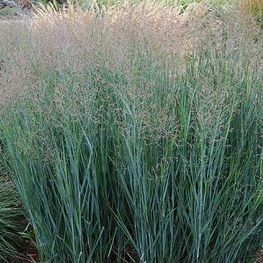 Просо прутьевидное Хэви Метал (Panicum virgatum 'Heavy Metal')