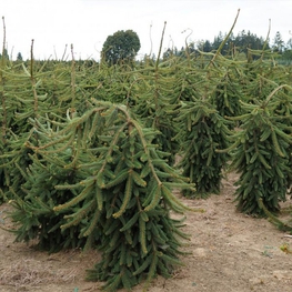 Ель обыкновенная Пендула Майор (Picea abies 'Pendula Major')