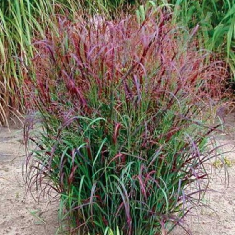 Просо прутьевидное Скво (Panicum virgatum 'Squaw')