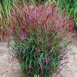 Просо прутьевидное Скво (Panicum virgatum 'Squaw')