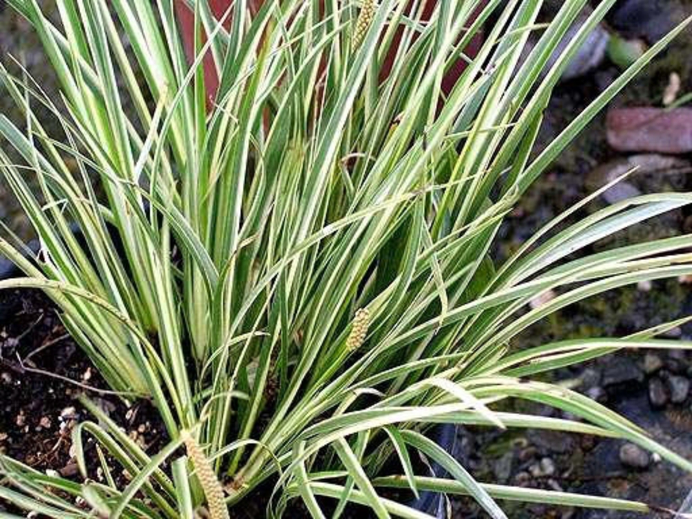 Аир злаковидный Аргентеостриатус (Acorus gramineus 'Argenteostriatus')