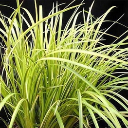 Аир злаковидный Огон (Acorus gramineus 'Ogon')