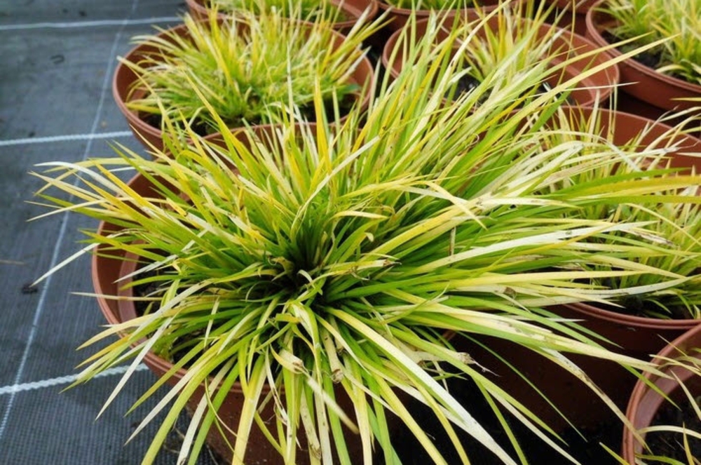 Аир злаковидный Хакуро Нишики (Acorus gramineus 'Hakuro Nishiki')