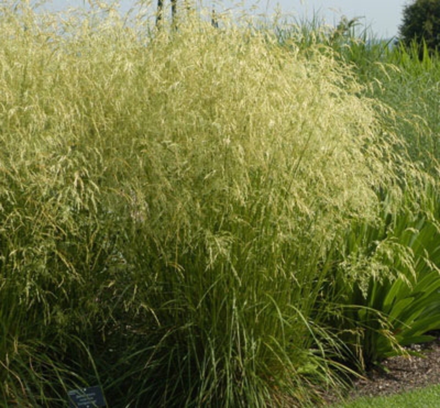 Луговик дернистый Гольдшлейер (Deschampsia cespitosa 'Goldschleier')