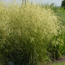 Луговик дернистый Гольдшлейер (Deschampsia cespitosa 'Goldschleier')