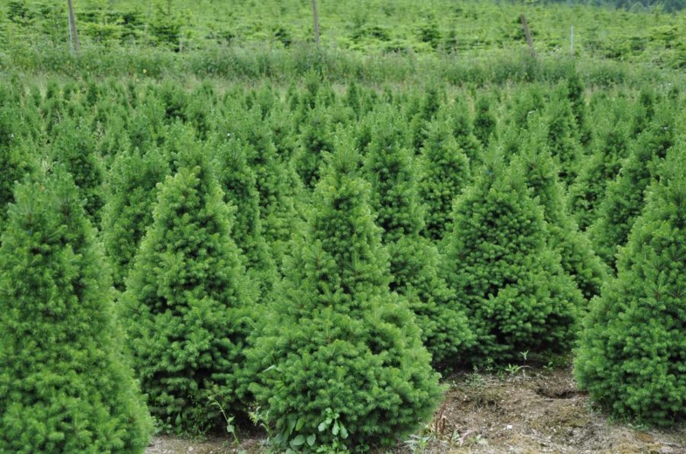 Ель канадская Коника (Picea glauca 'Conica')