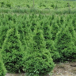 Ель канадская Коника (Picea glauca 'Conica')