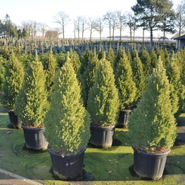 Ель канадская Коника (Picea glauca 'Conica')