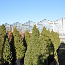 Ель канадская Коника (Picea glauca 'Conica')