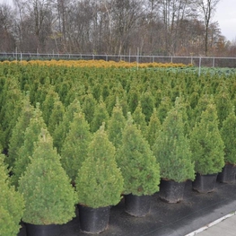 Ель канадская Коника (Picea glauca 'Conica')