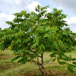 Орех маньчжурский (Juglans mandshurica)