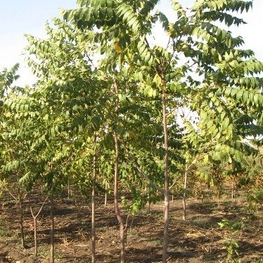 Орех серый (Juglans cinerea)