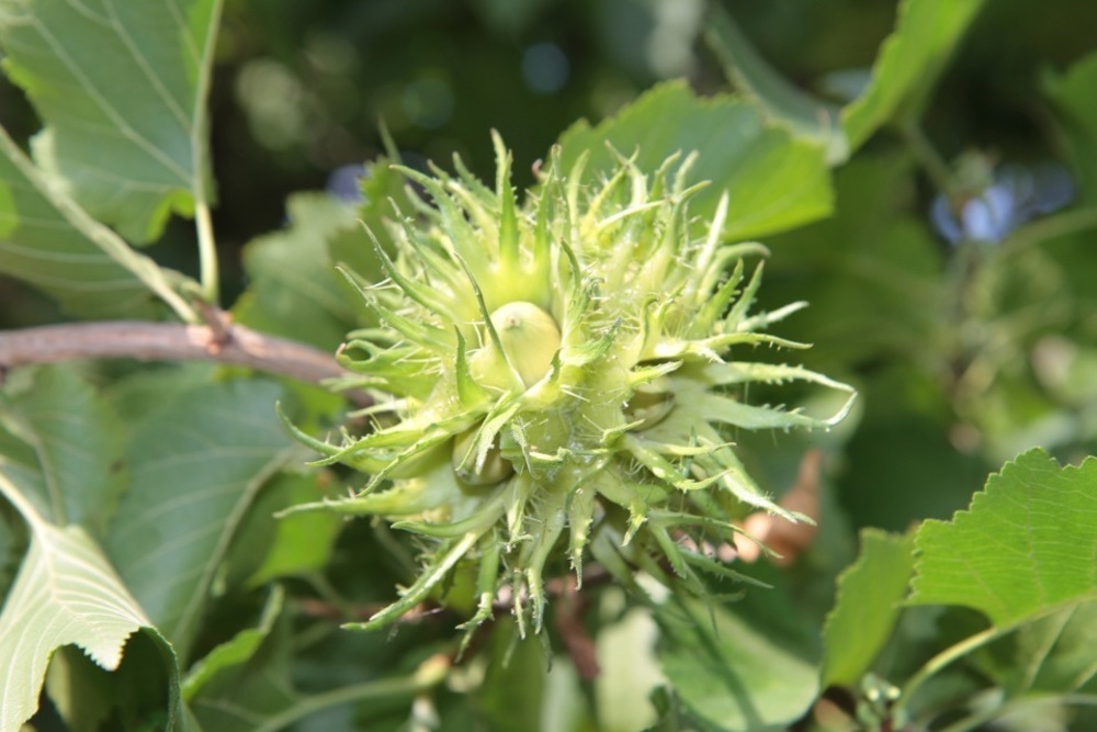 Орех медвежий (Corylus colurna)