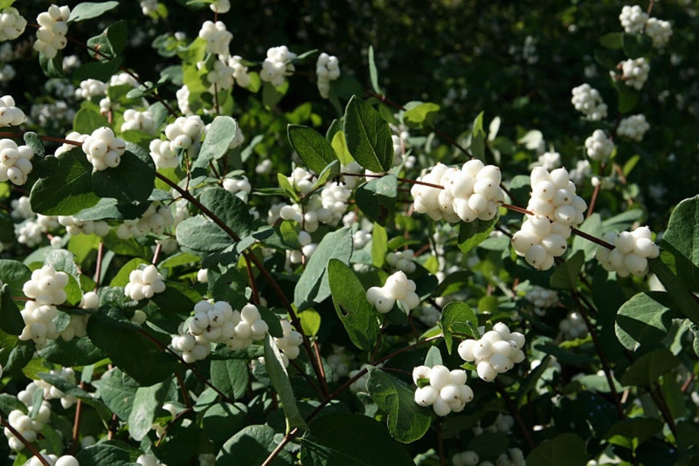 Снежноягодник Доренбоза Уайт Хедж (Symphoricarpos x doorenbosii 'White Hedge')