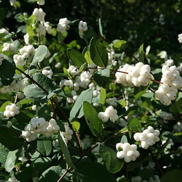 Снежноягодник Доренбоза Уайт Хедж (Symphoricarpos x doorenbosii 'White Hedge')