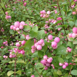 Снежноягодник Мазер оф Пёрл (Symphoricarpos x doorenbosii 'Mother of Pearl')