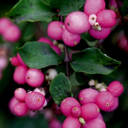 Снежноягодник Мэджик Берри (Symphoricarpos x doorenbosii 'Magic Berry')