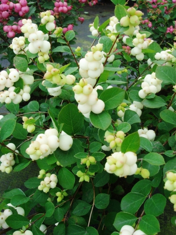 Снежноягодник Мэджикал Гэлакси (Symphoricarpos 'Magical Galaxy')