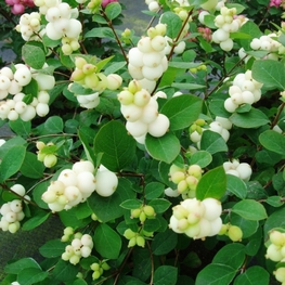 Снежноягодник Мэджикал Гэлакси (Symphoricarpos 'Magical Galaxy')