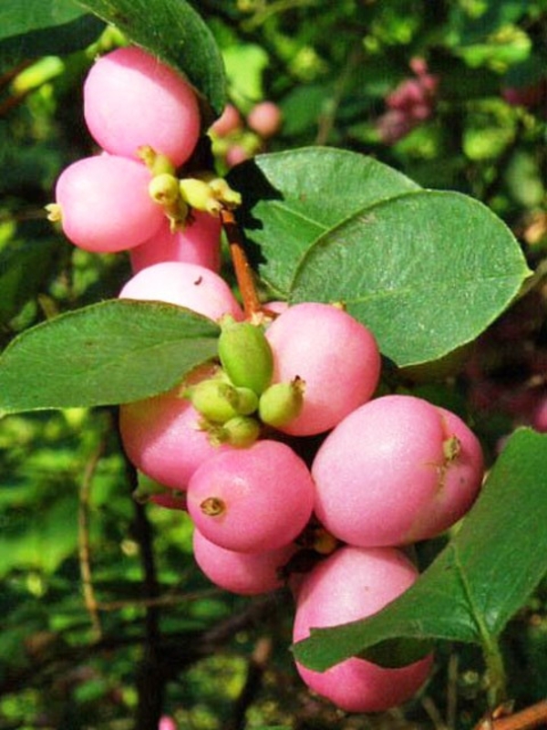 Снежноягодник Мэджикал Кэнди (Symphoricarpos 'Magical Candy')