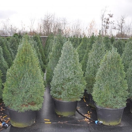 Ель канадская Сандерс Блю (Picea glauca 'Sander\'s Blue')