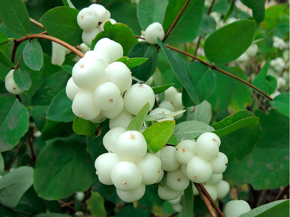 Снежноягодник белый (Symphoricarpos albus)