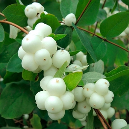 Снежноягодник белый (Symphoricarpos albus)
