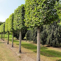 Липа европейская Паллида (Tilia x europaea 'Pallida')
