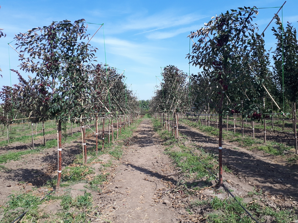 Яблоня декоративная Маковецки (Malus 'Makowiecki')