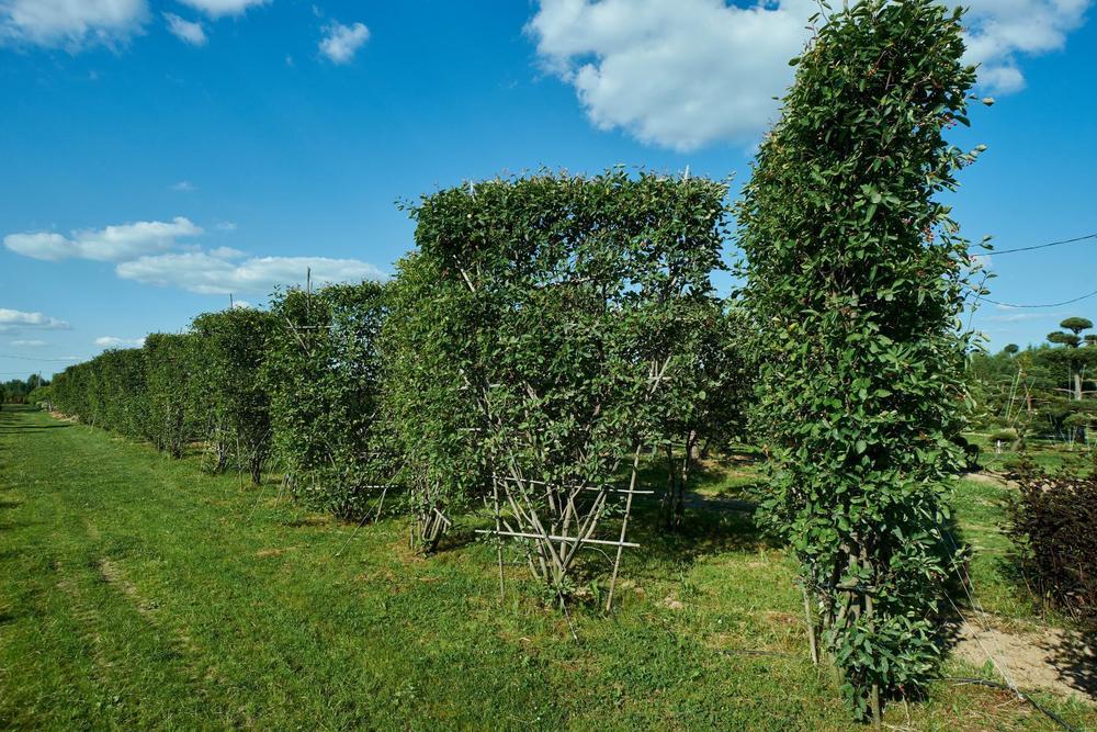 Ирга канадская (Amelanchier canadensis)