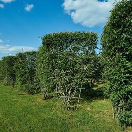 Ирга канадская (Amelanchier canadensis)