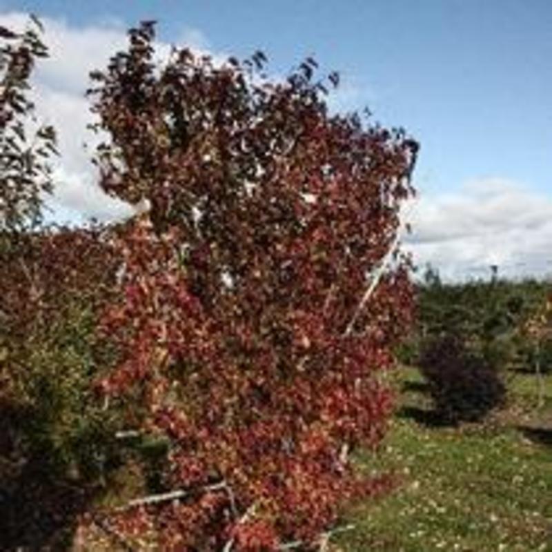 Клен гиннала (Acer ginnala)