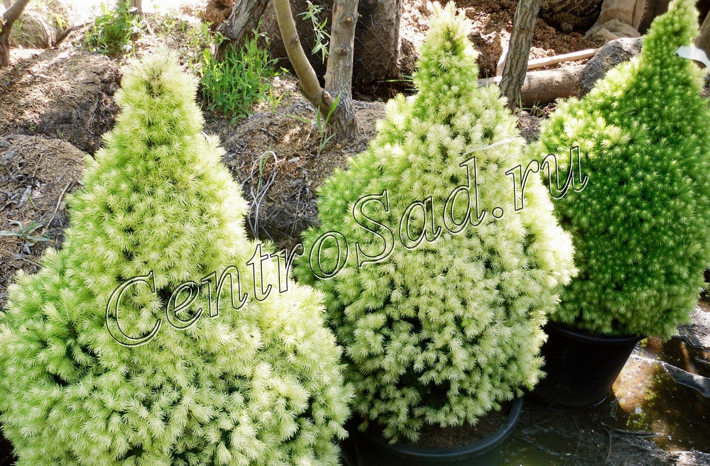 Ель канадская Дейзис Вайт (Picea glauca 'Daisy\'s White')