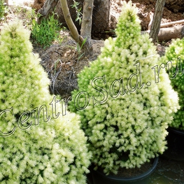 Ель канадская Дейзис Вайт (Picea glauca 'Daisy\'s White')