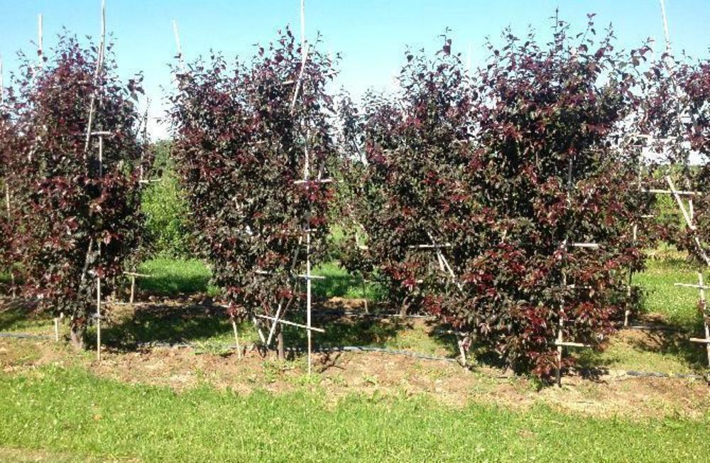Яблоня гибридная Рудольф (Malus 'Rudolph')