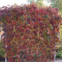 Виноград девичий (Parthenocissus quinquefolia)