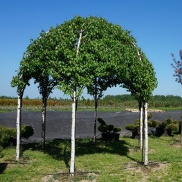 Береза повислая (Betula pendula)