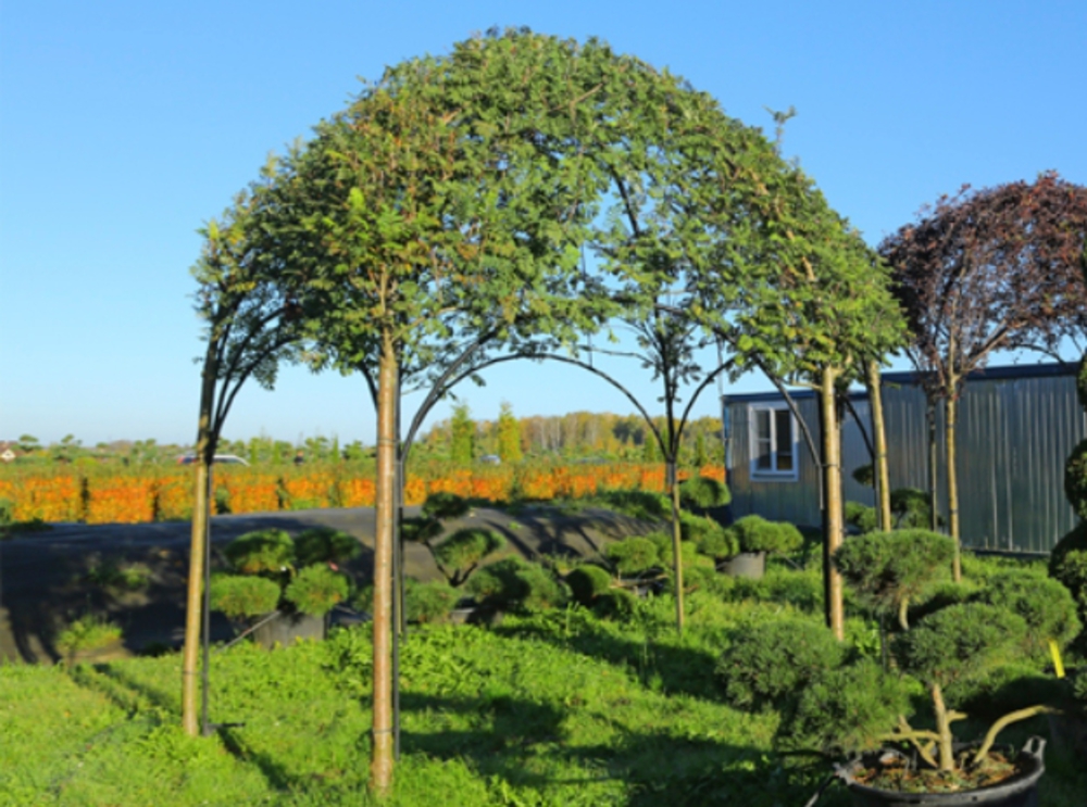 Рябина обыкновенная (Sorbus aucuparia)
