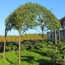 Рябина обыкновенная "Sorbus"