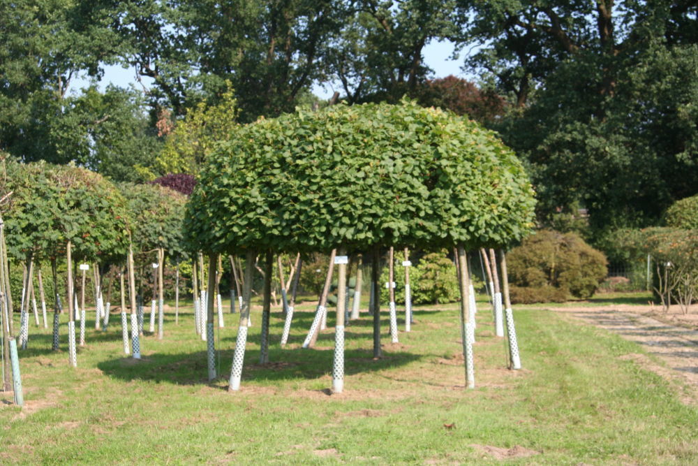 Липа мелколистная (Tilia cordata)